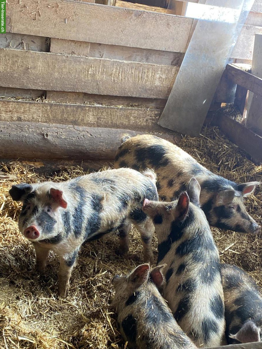Bild 3: Turopolje Schweine zu verkaufen