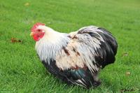 Zwerg-Cochin Hahn, Jahrgang 2025, reinrassig, handzahm