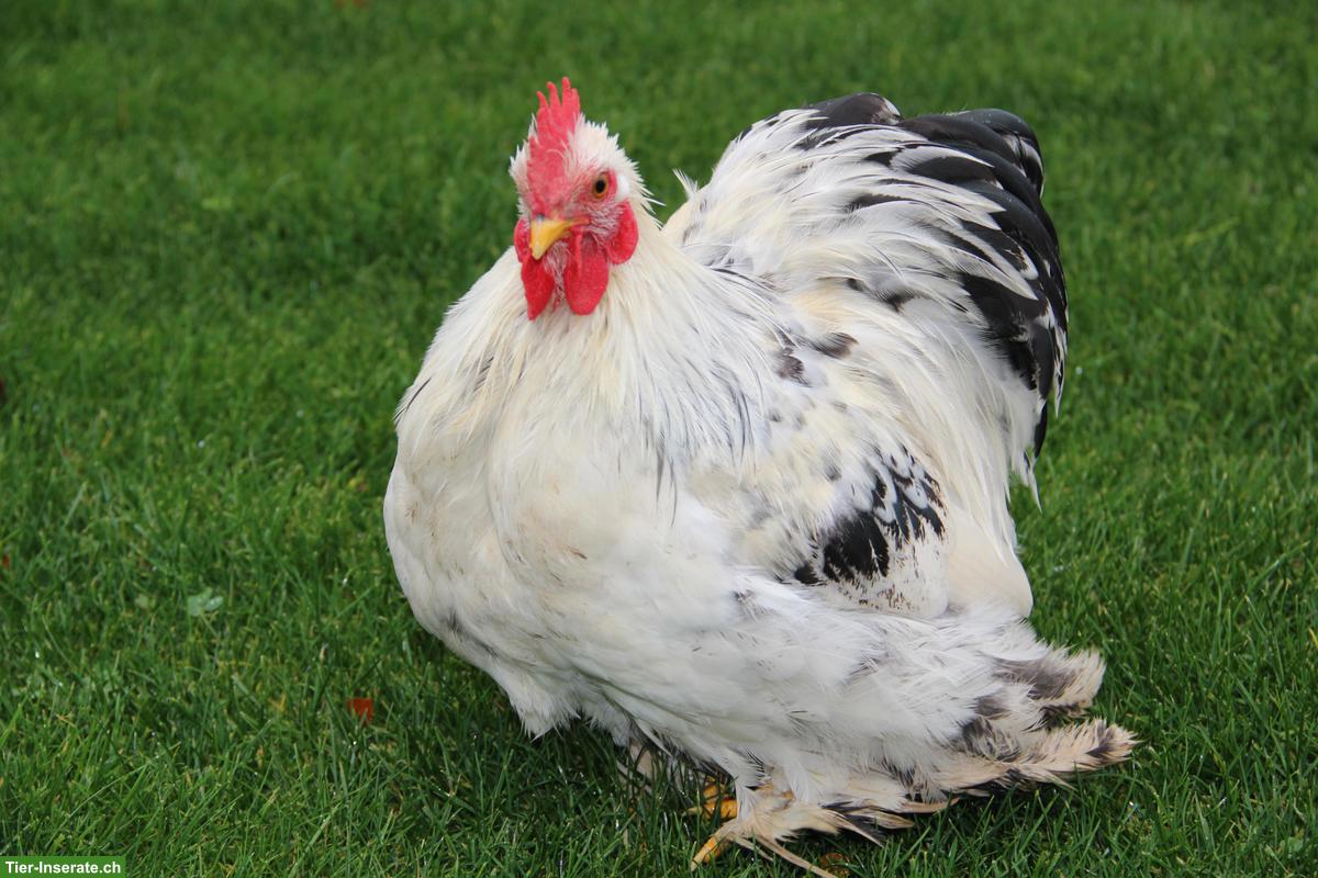 Bild 2: Zwerg-Cochin Hahn, Jahrgang 2025, reinrassig, handzahm