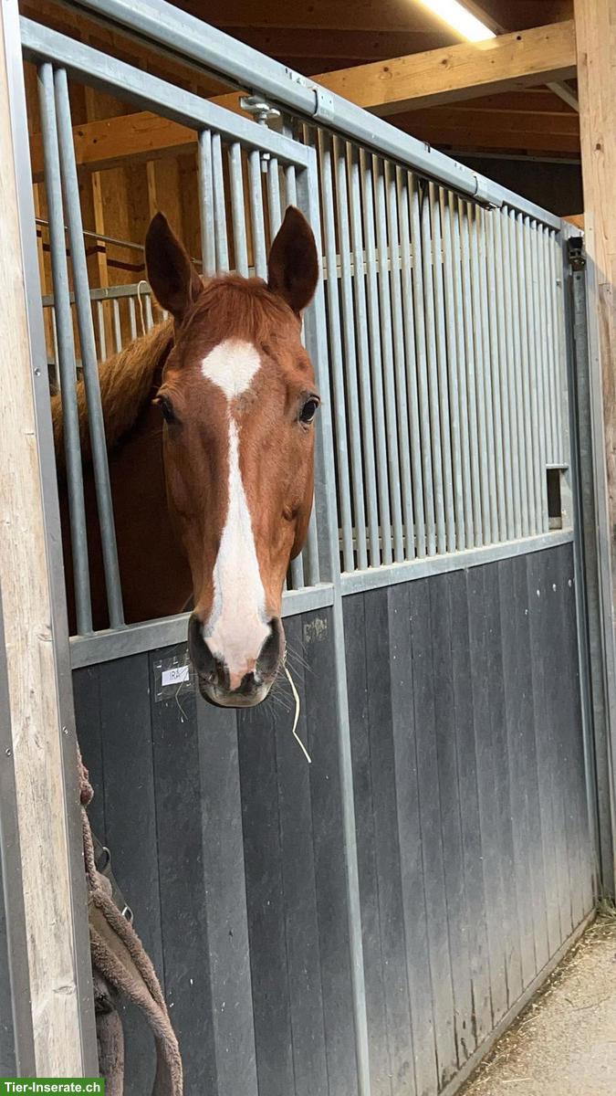 Vollblut-Fuchsstute, 14-jährig, sucht Freizeitplatz