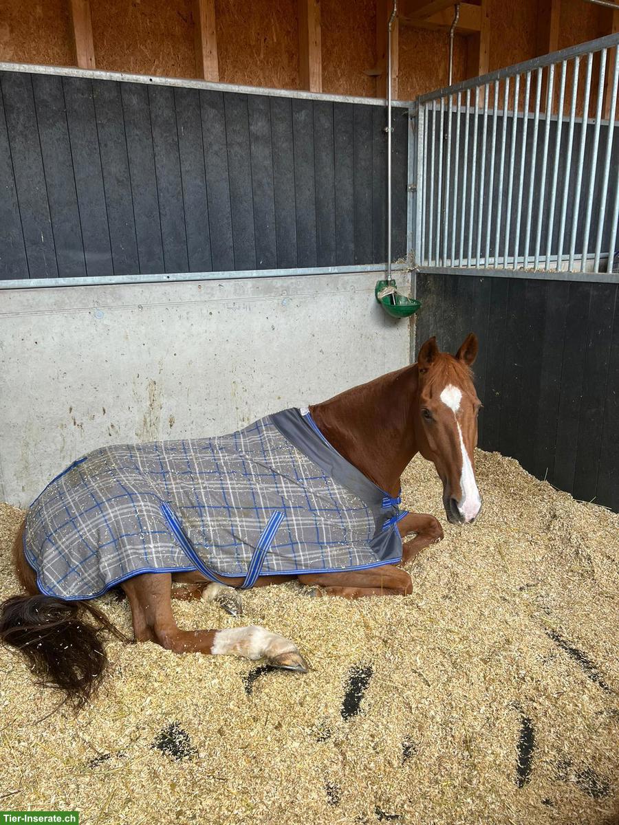 Bild 2: Vollblut-Fuchsstute, 14-jährig, sucht Freizeitplatz