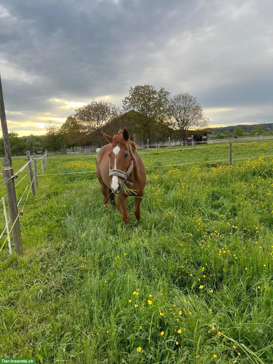 Bild 3: Vollblut-Fuchsstute, 14-jährig, sucht Freizeitplatz