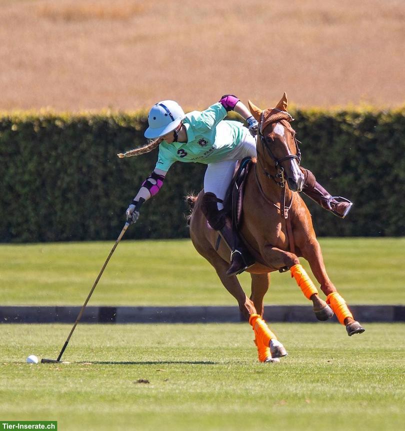 Bild 6: Vollblut-Fuchsstute, 14-jährig, sucht Freizeitplatz