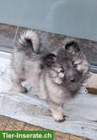 Wolfsspitz Welpen zu verkaufen