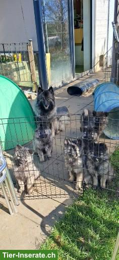 Bild 2: Wolfsspitz Welpen zu verkaufen