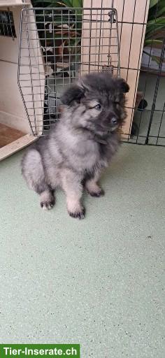Bild 3: Wolfsspitz Welpen zu verkaufen
