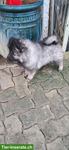 Bild 4: Wolfsspitz Welpen zu verkaufen