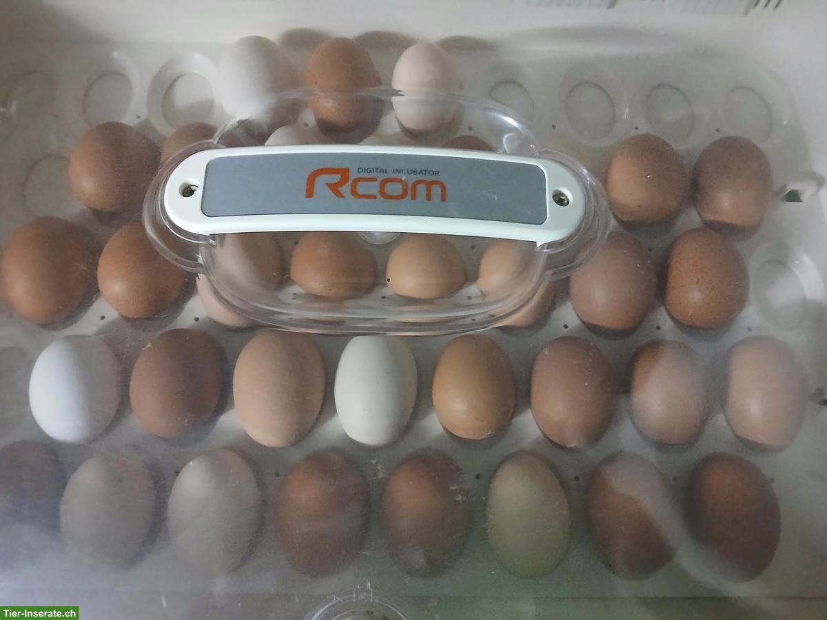 Bruteier gemische Hühner Rassen, Brutkasten