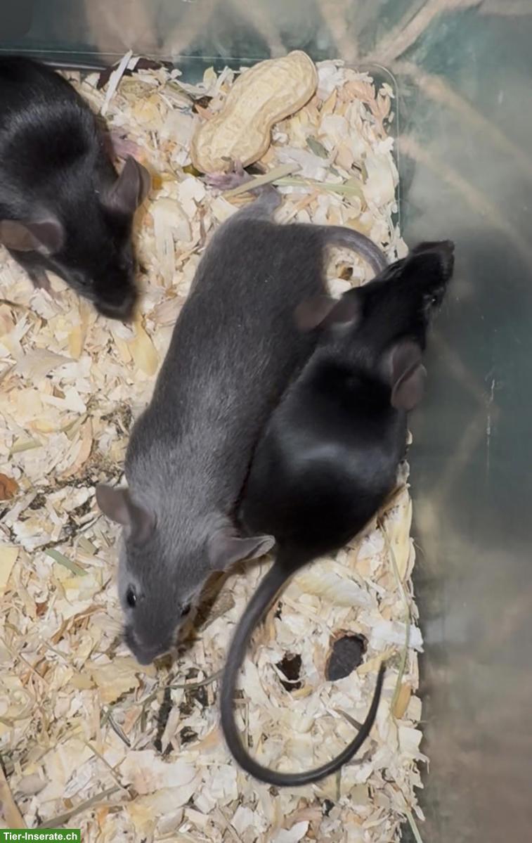 Bild 10: Junge Farbmäuschen suchen artgerechtes Zuhause