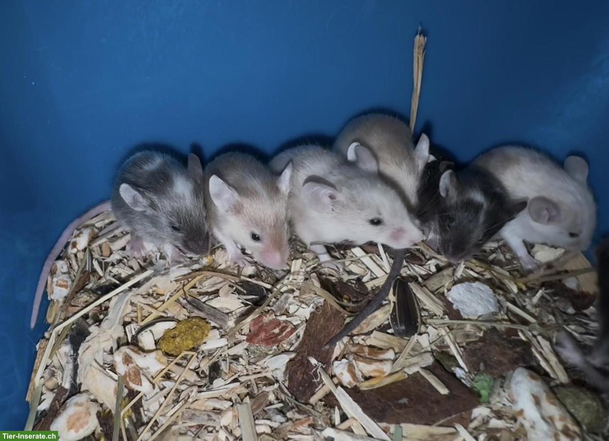 Bild 2: Junge Farbmäuschen suchen artgerechtes Zuhause