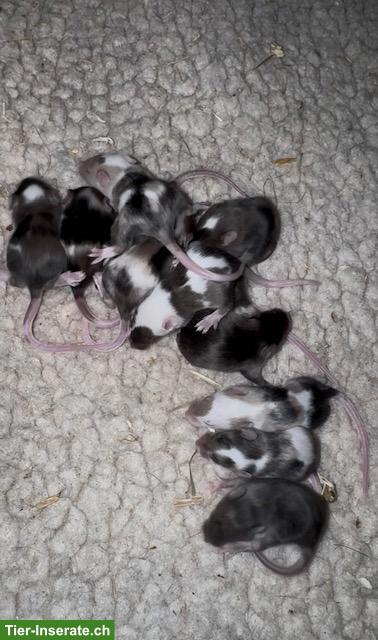 Bild 3: Junge Farbmäuschen suchen artgerechtes Zuhause