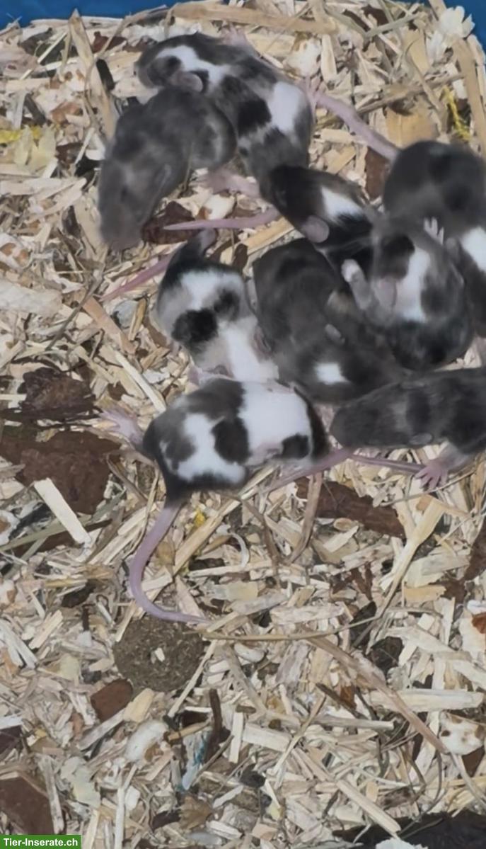 Bild 5: Junge Farbmäuschen suchen artgerechtes Zuhause