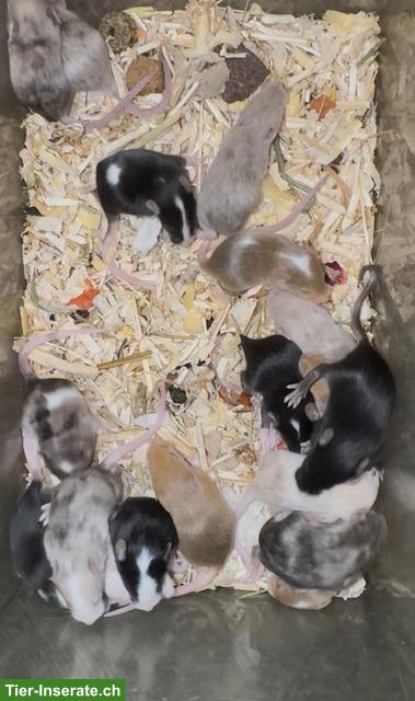 Bild 6: Junge Farbmäuschen suchen artgerechtes Zuhause