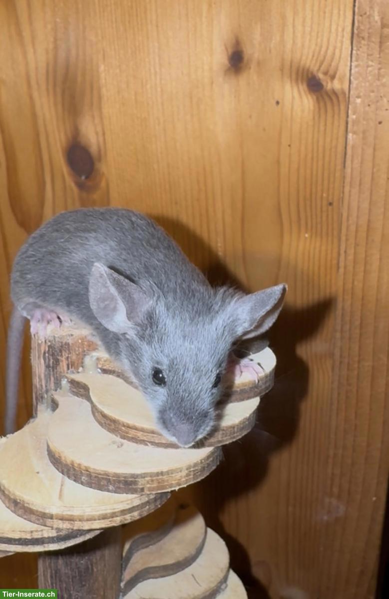 Bild 7: Junge Farbmäuschen suchen artgerechtes Zuhause