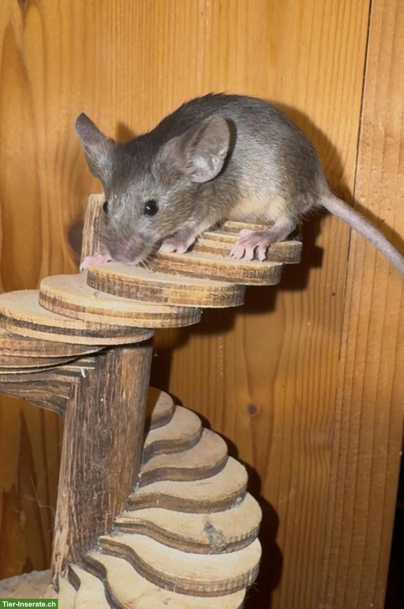 Bild 8: Junge Farbmäuschen suchen artgerechtes Zuhause