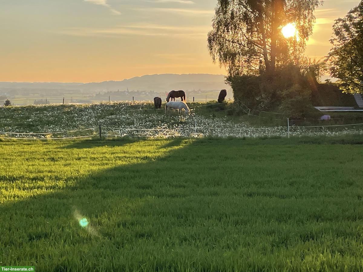Freie Plätze in Islandpferde Offenstall in Ottoberg TG
