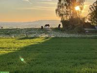 Freie Plätze in Islandpferde Offenstall in Ottoberg TG