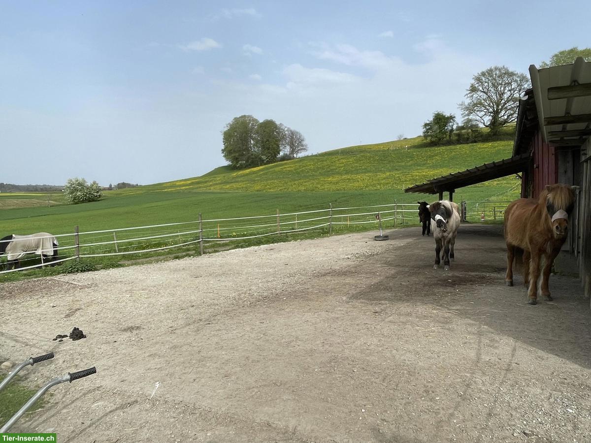 Bild 2: Freie Plätze in Islandpferde Offenstall in Ottoberg TG