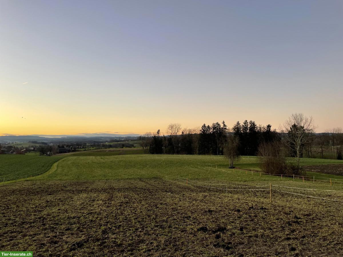 Bild 3: Freie Plätze in Islandpferde Offenstall in Ottoberg TG
