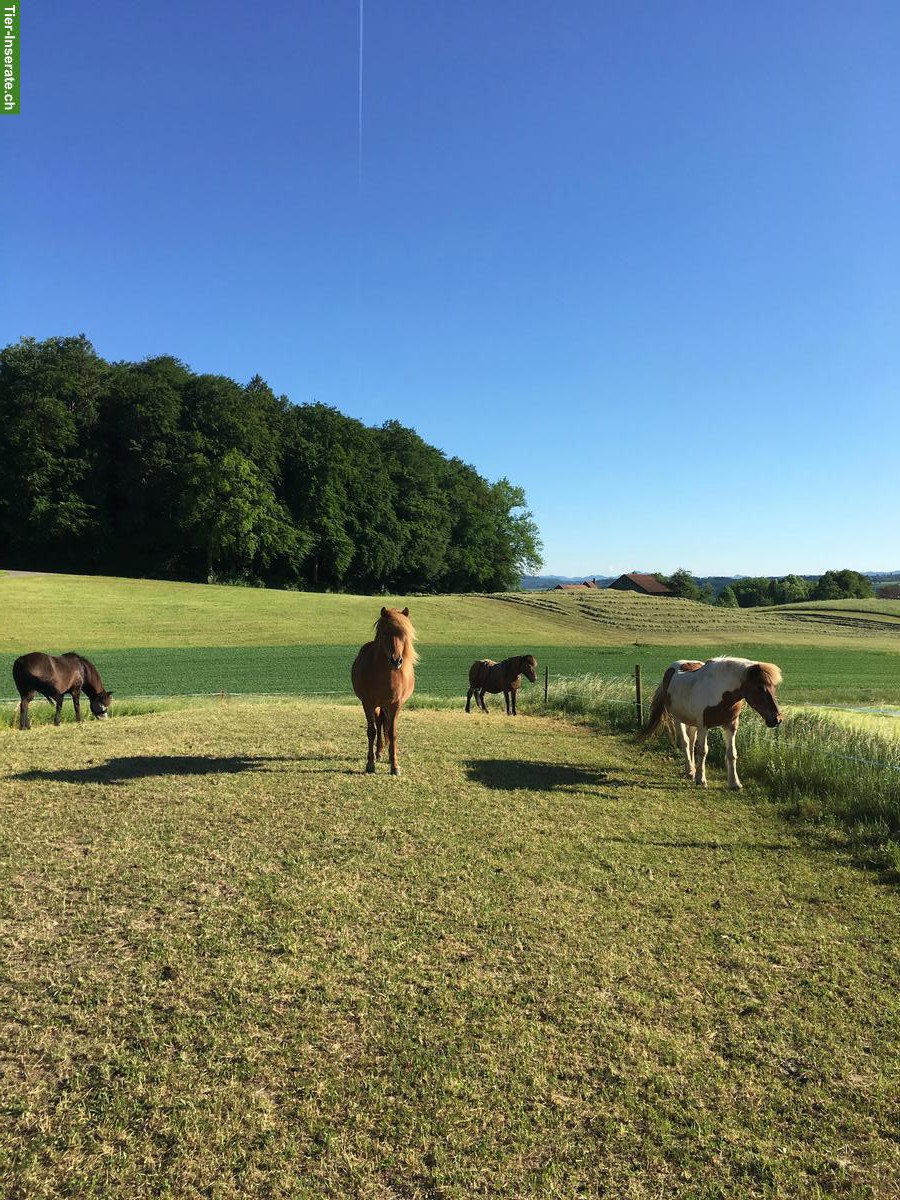 Bild 4: Freie Plätze in Islandpferde Offenstall in Ottoberg TG