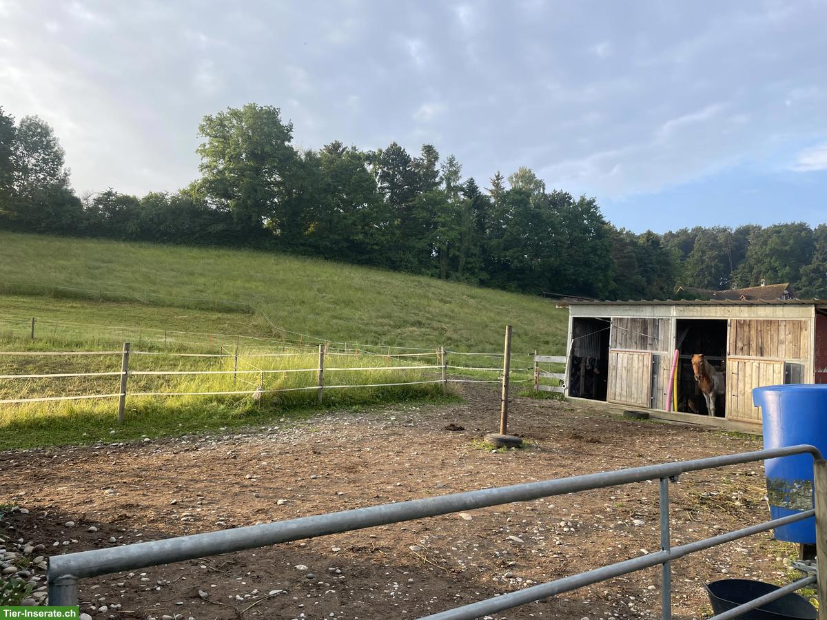 Bild 5: Freie Plätze in Islandpferde Offenstall in Ottoberg TG