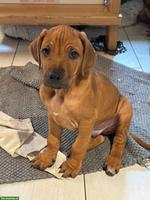 Rhodesian Ridgeback Welpen zu verkaufen