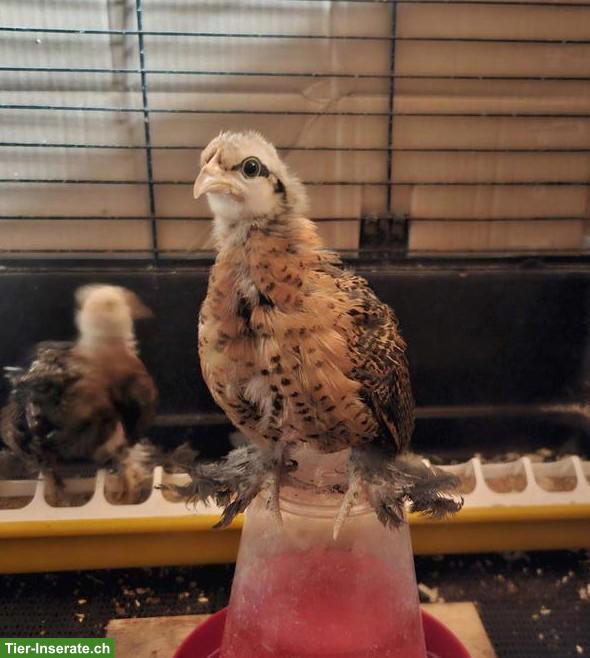 Federfüssige Zwerghuhn-Küken