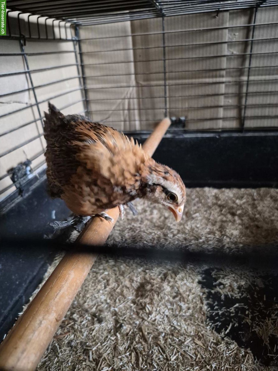 Bild 2: Federfüssige Zwerghuhn-Küken