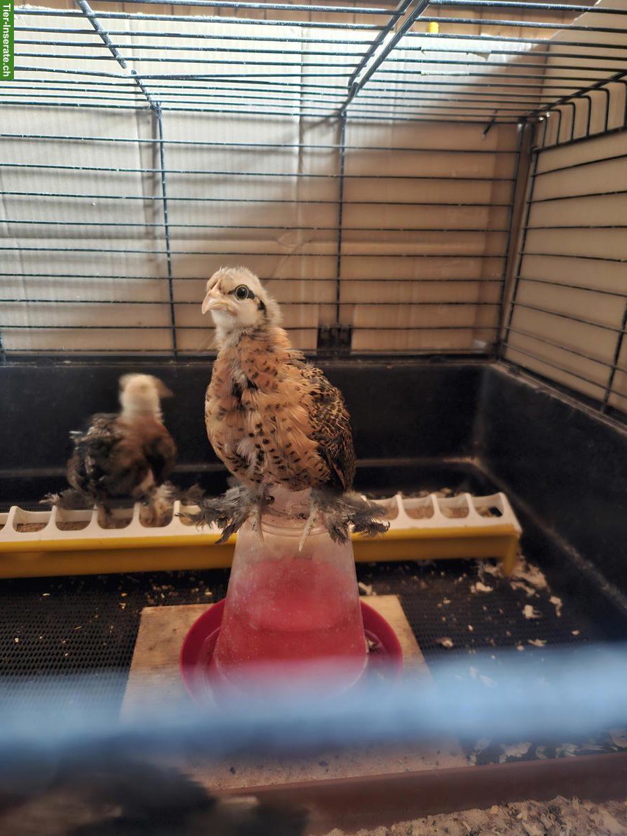 Bild 3: Federfüssige Zwerghuhn-Küken