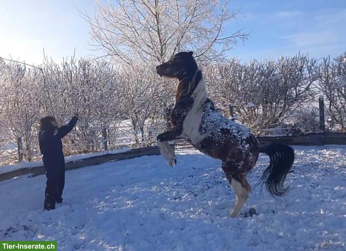 Die Sprache der Pferde lernen - am 14.03.2026