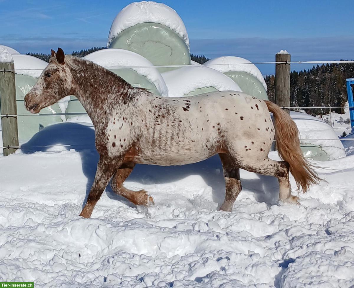 Bild 2: Die Sprache der Pferde lernen - am 14.03.2026