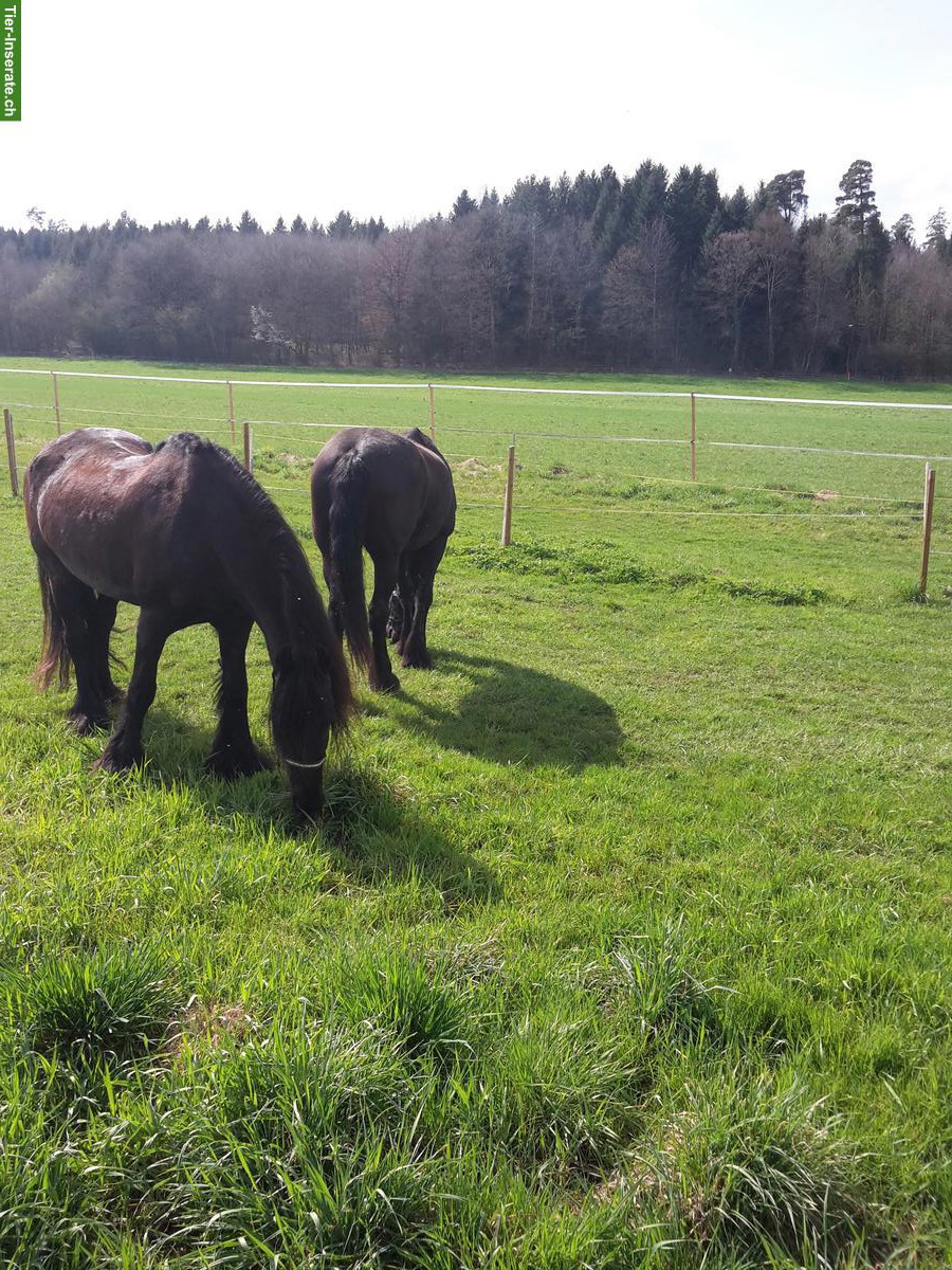 Grosse Auslaufboxe frei mit Heuautomat, Oberentfelden AG