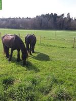 Grosse Auslaufboxe frei mit Heuautomat, Oberentfelden AG