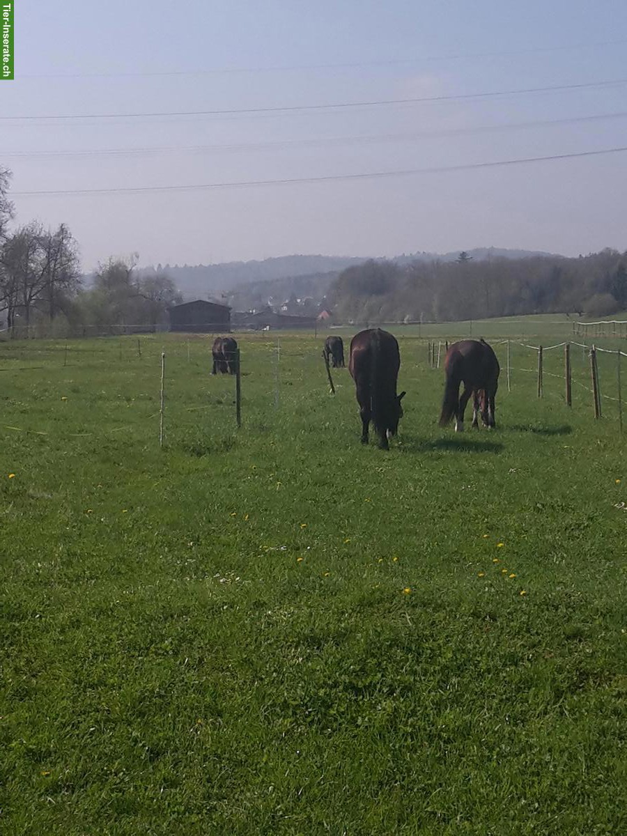 Bild 2: Grosse Auslaufboxe frei mit Heuautomat, Oberentfelden AG
