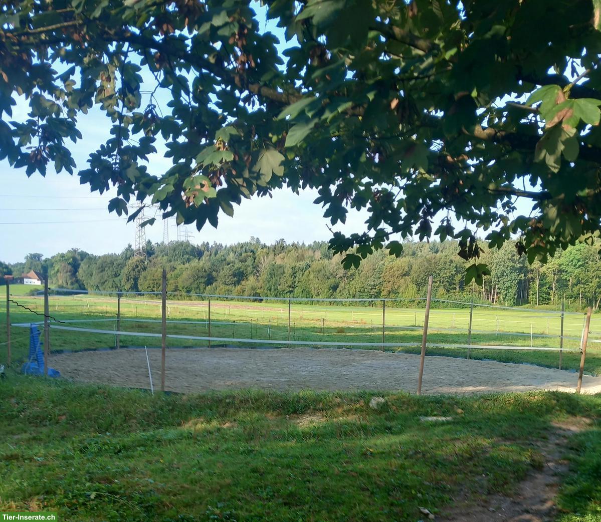 Bild 3: Grosse Auslaufboxe frei mit Heuautomat, Oberentfelden AG