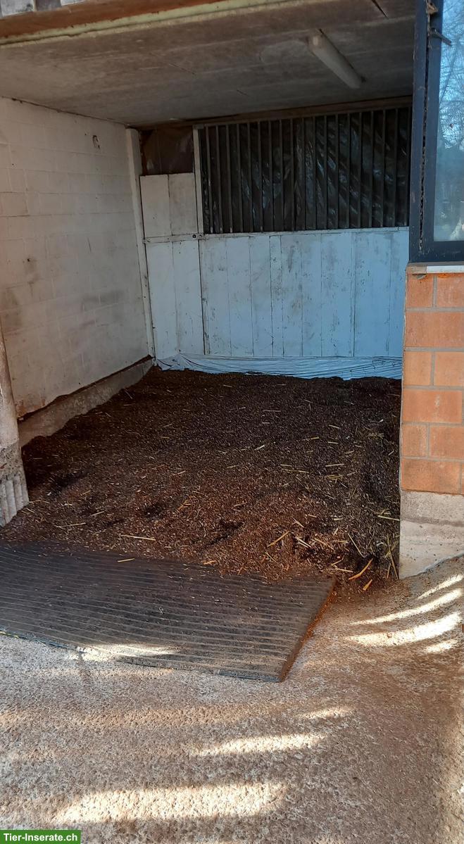 Bild 4: Grosse Auslaufboxe frei mit Heuautomat, Oberentfelden AG