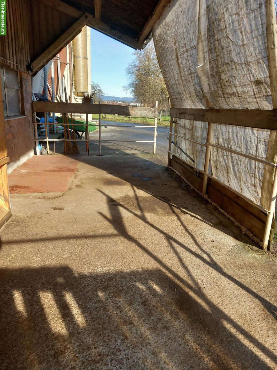 Bild 5: Grosse Auslaufboxe frei mit Heuautomat, Oberentfelden AG