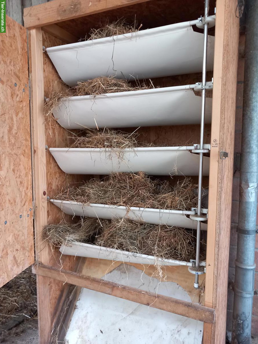 Bild 6: Grosse Auslaufboxe frei mit Heuautomat, Oberentfelden AG