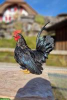 Wunderschöner schwarzer Chabo Hahn