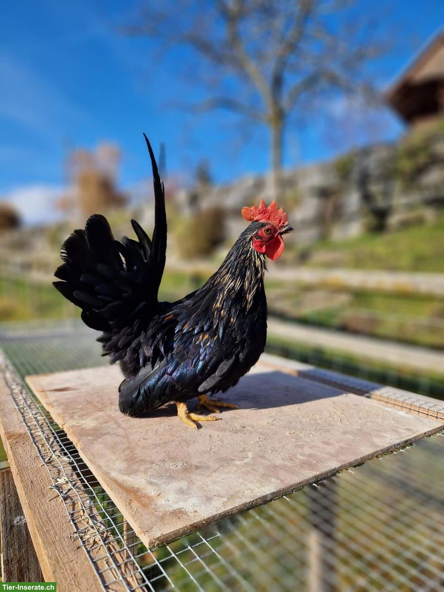 Bild 2: Wunderschöner schwarzer Chabo Hahn
