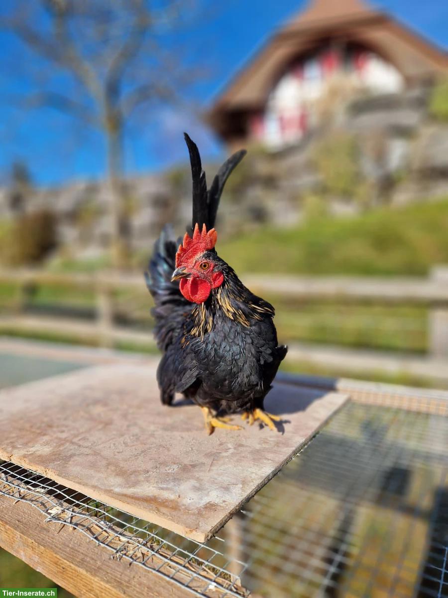 Bild 3: Wunderschöner schwarzer Chabo Hahn