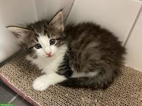 Norwegische Waldkatze Kitten mit Stammbaum