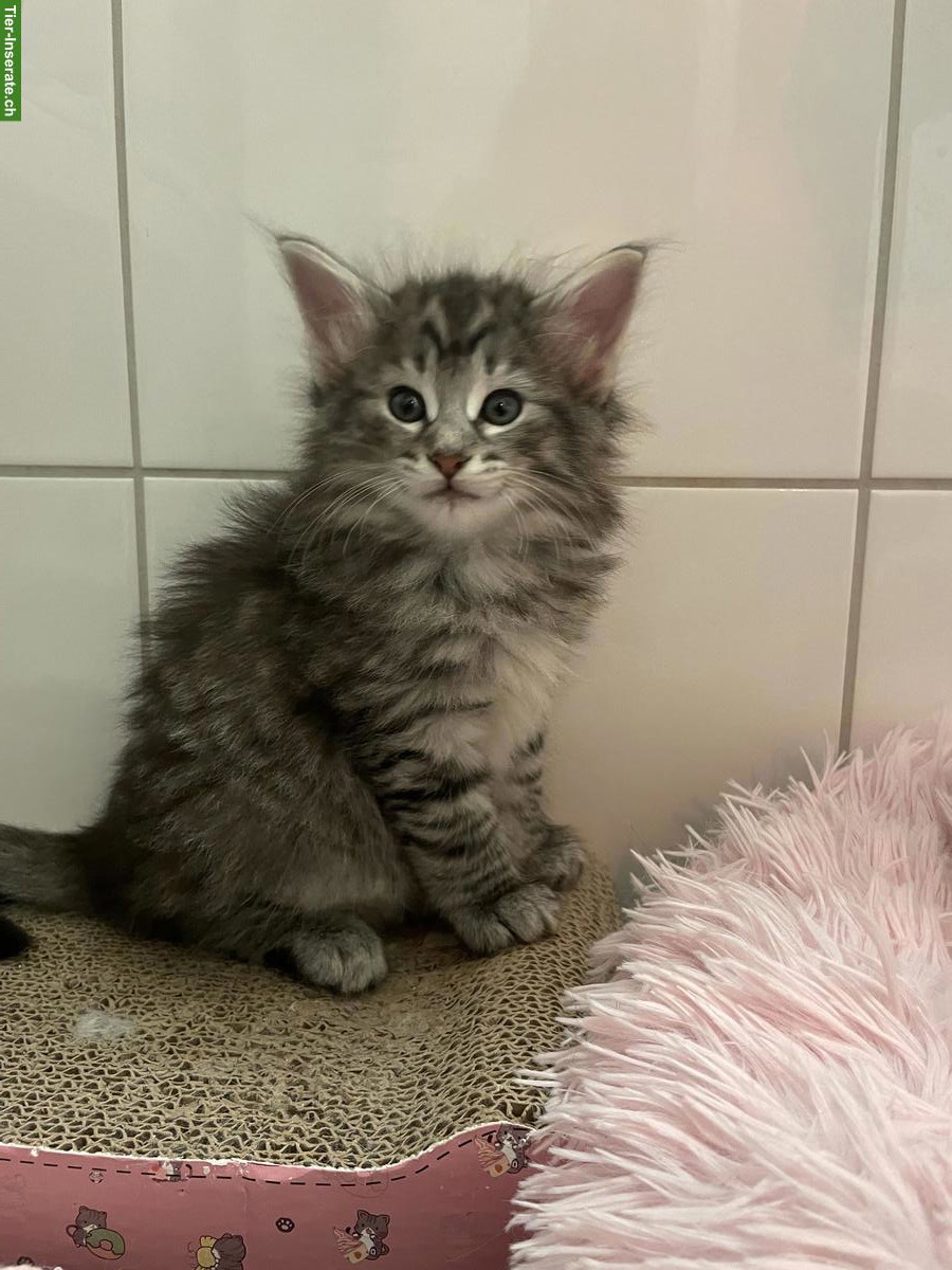 Bild 2: Norwegische Waldkatze Kitten mit Stammbaum