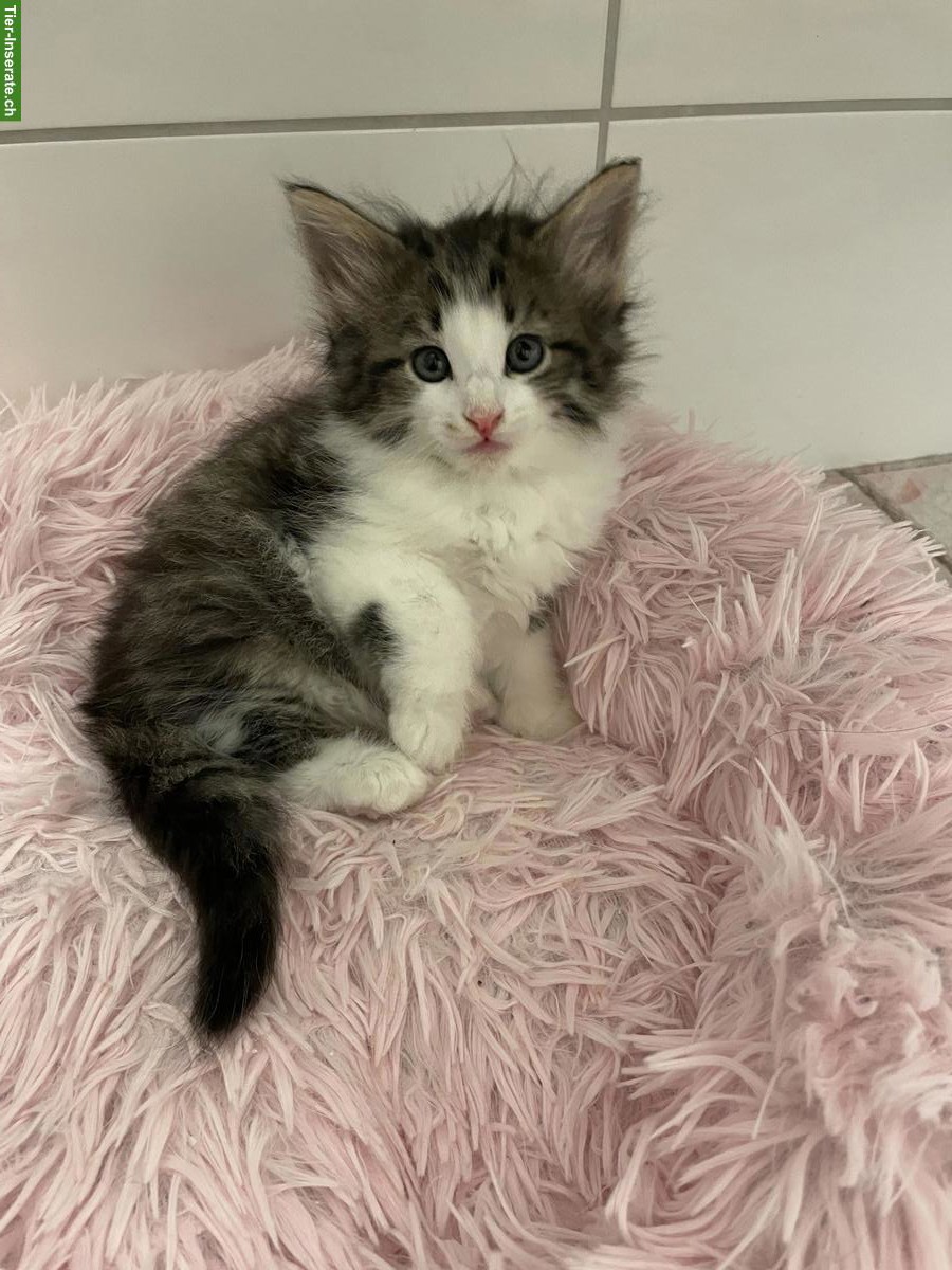 Bild 3: Norwegische Waldkatze Kitten mit Stammbaum