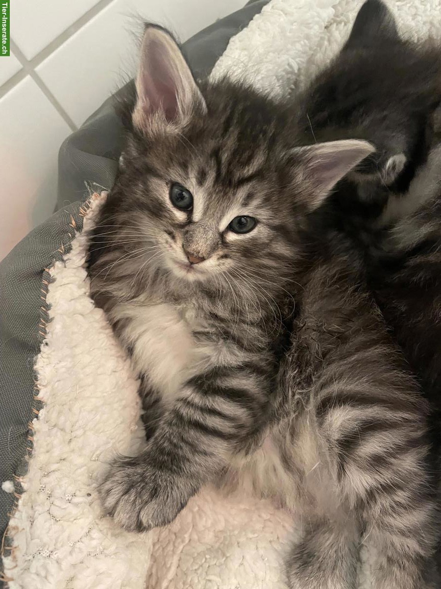 Bild 4: Norwegische Waldkatze Kitten mit Stammbaum