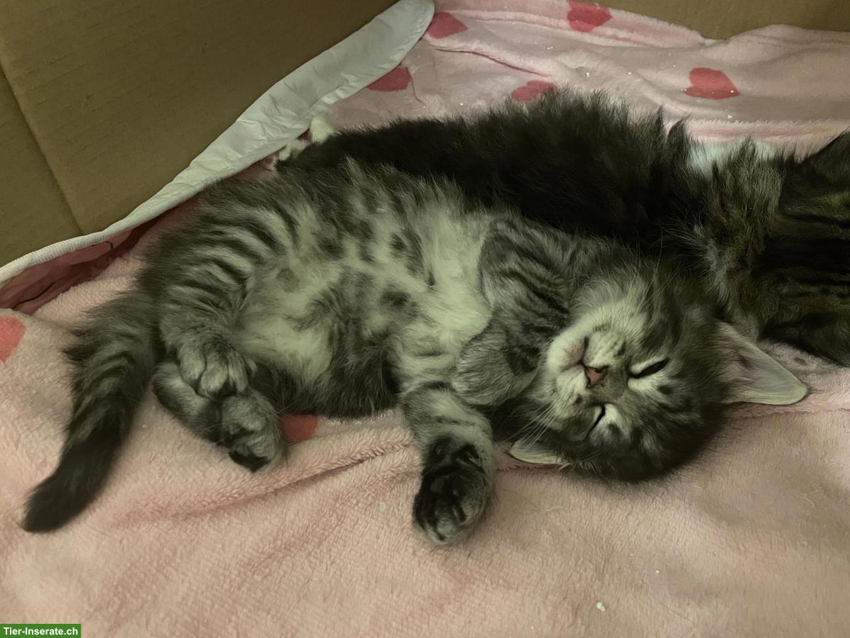 Bild 5: Norwegische Waldkatze Kitten mit Stammbaum