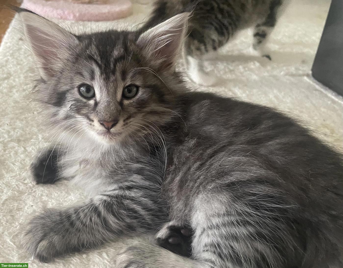 Bild 6: Norwegische Waldkatze Kitten mit Stammbaum