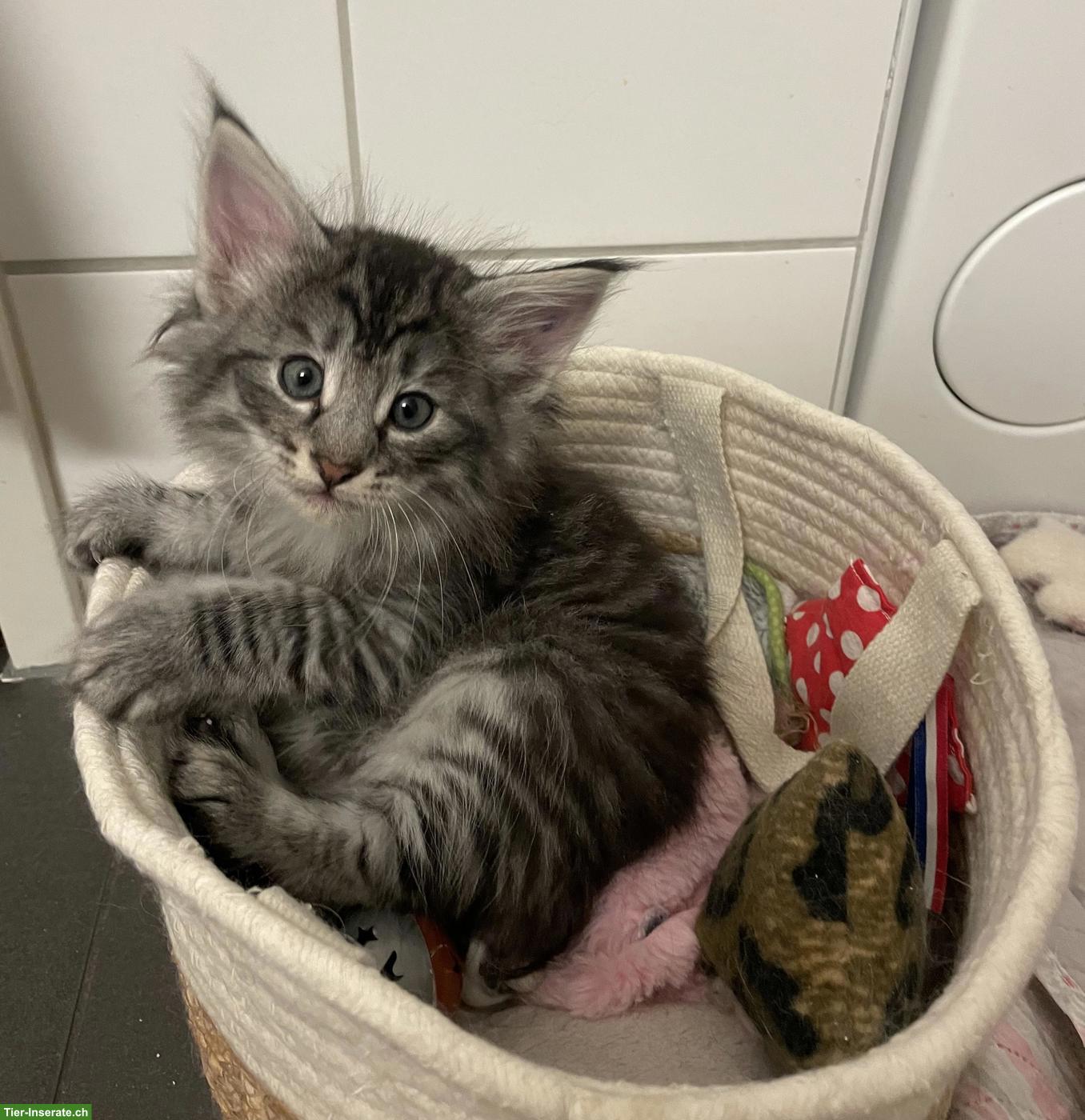 Bild 7: Norwegische Waldkatze Kitten mit Stammbaum