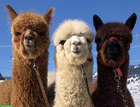 Anerkannter Kurs für Lama- und Alpakahaltung in Gossau SG