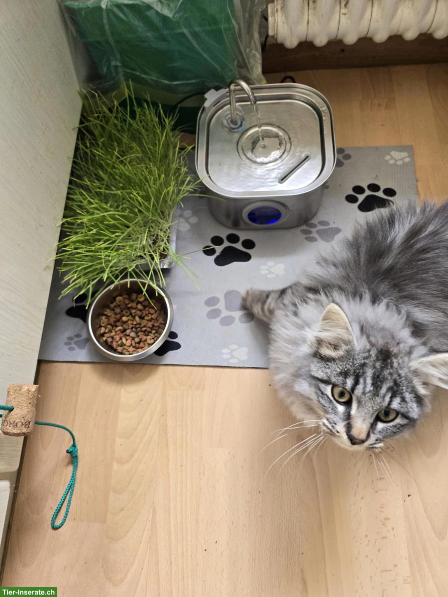 Junger Langhaar Kater